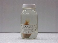 藏品(高體盔魚)的圖片